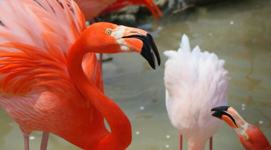zoo à Clermont-Ferrand.jpg