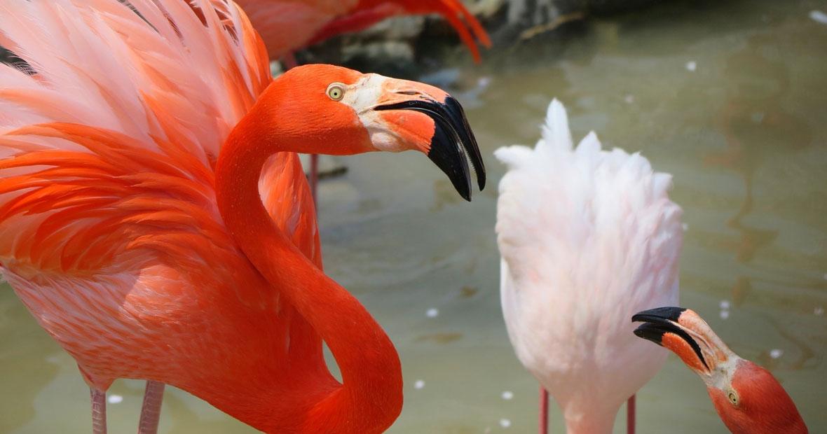 zoo à Clermont-Ferrand.jpg